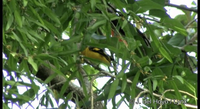 Scarlet Minivet (Scarlet) - ML201366791