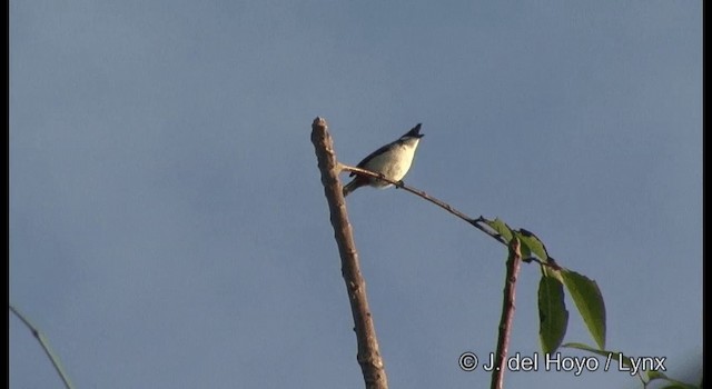 bulbul červenouchý - ML201366801