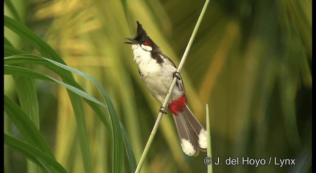 bulbul červenouchý - ML201366811