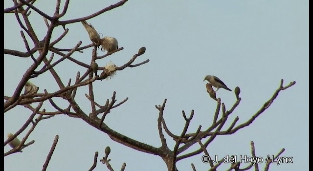 White-headed Starling - ML201366831