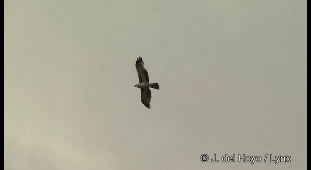 Австралийский орёл-карлик - ML201367031