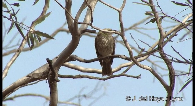 Yellow-plumed Honeyeater - ML201367061