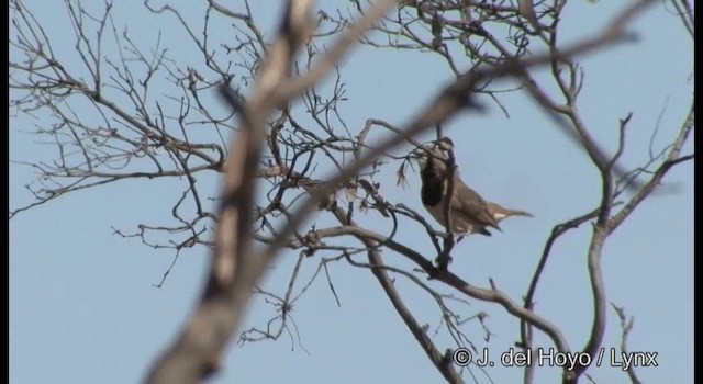 Crested Bellbird - ML201367151