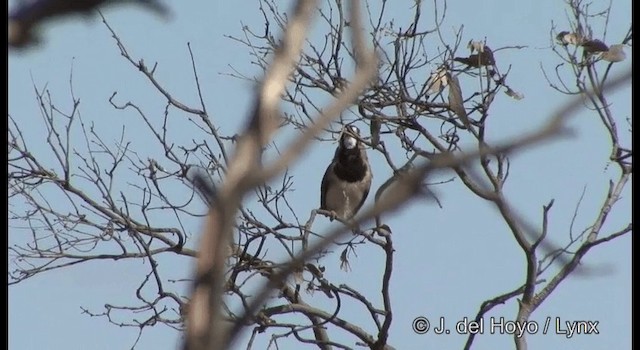 Crested Bellbird - ML201367161