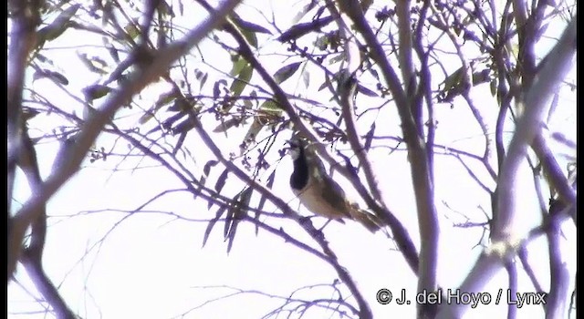 Crested Bellbird - ML201367171