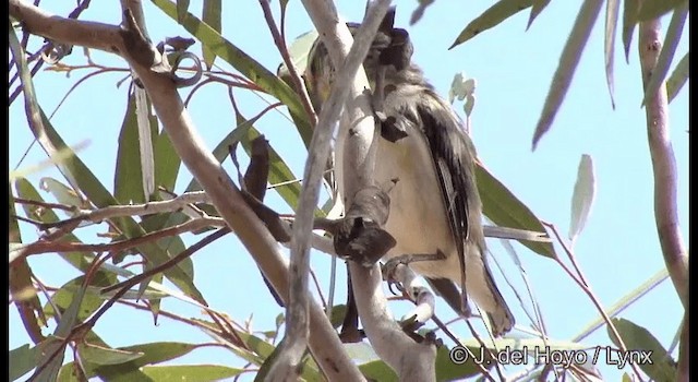 Pardalote Estriado (substriatus) - ML201367191