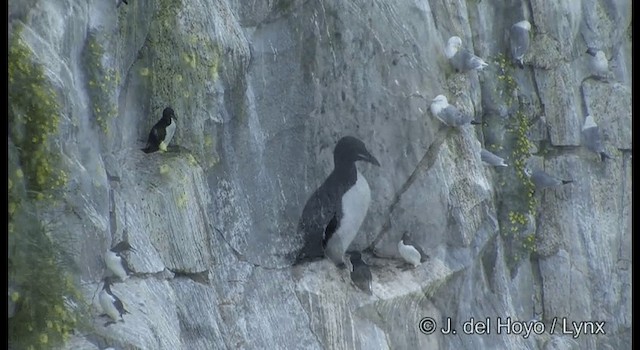 Thick-billed Murre - ML201367301