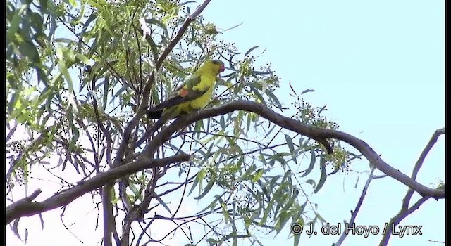 Regent Parrot - ML201367311