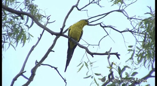 Regent Parrot - ML201367321