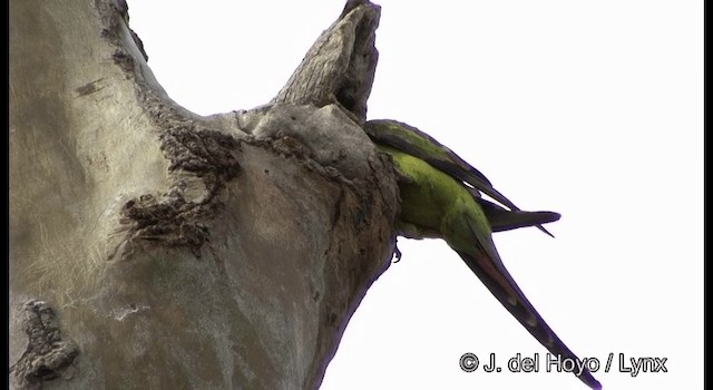 Regent Parrot - ML201367331