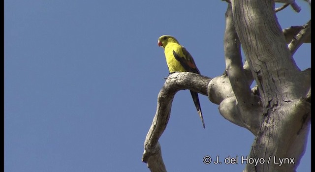 Regent Parrot - ML201367341