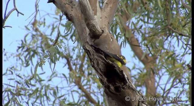 Regent Parrot - ML201367351