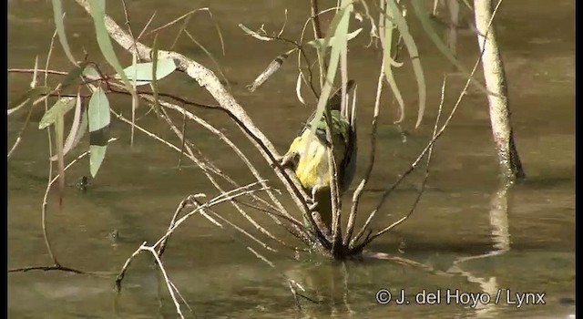 Perico Dorsirrojo - ML201367361