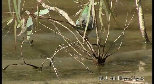 Red-rumped Parrot - ML201367371