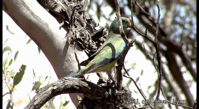 Perico Variado - ML201367391