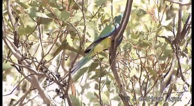 Mulga Parrot - ML201367401