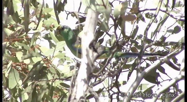 Mulga Parrot - ML201367411