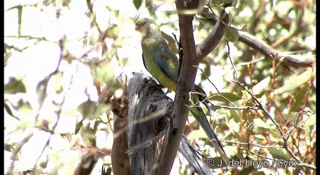 Mulga Parrot - ML201367421