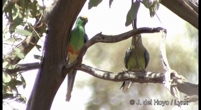 Mulga Parrot - ML201367431