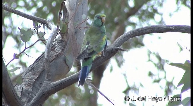 Mulga Parrot - ML201367441