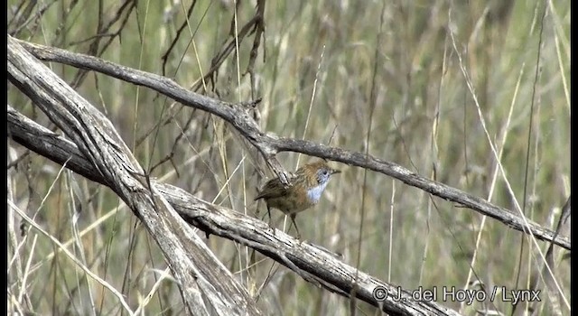 Малюр-м’якохвіст блідий - ML201367451