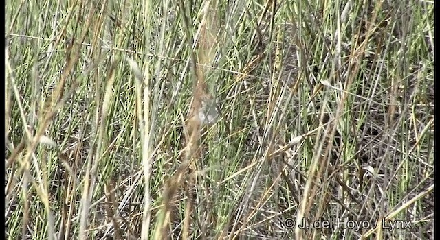 Mallee Emuwren - ML201367461