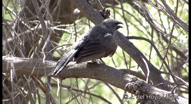 Apostlebird - ML201367491