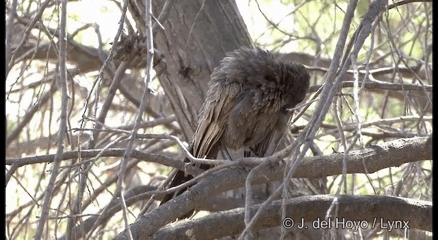 Apostlebird - ML201367511