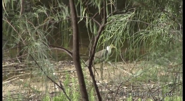 Masked Lapwing (Black-shouldered) - ML201367531