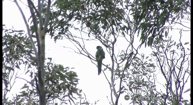 Australian Ringneck (Mallee) - ML201367551