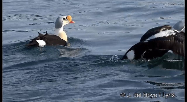 King Eider - ML201367911
