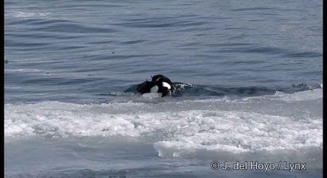 King Eider - ML201367921