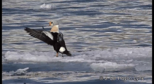 King Eider - ML201367931
