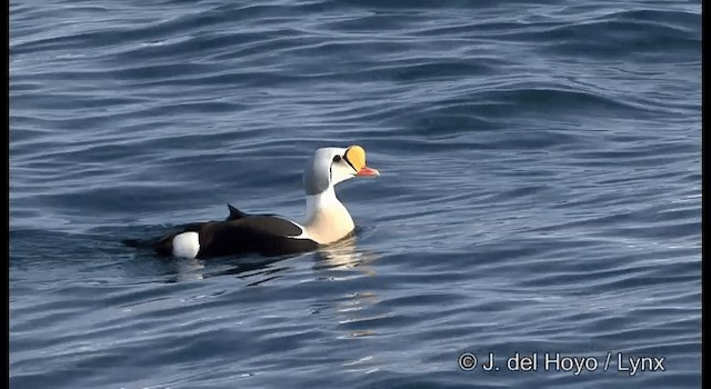 King Eider - ML201367941
