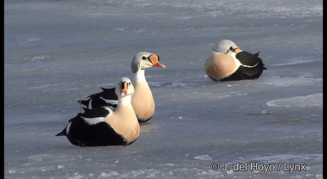 King Eider - ML201367951