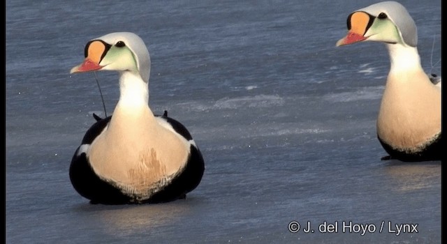 King Eider - ML201367961