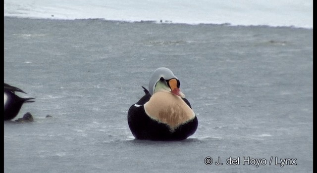 King Eider - ML201367971