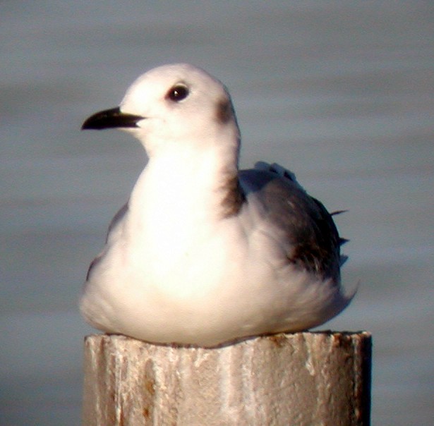 Gaviota Tridáctila - ML20136801