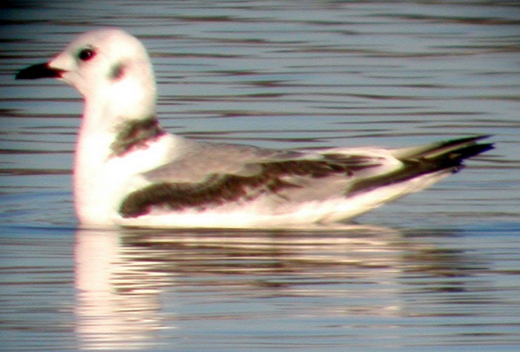 Gaviota Tridáctila - ML20136811