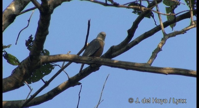 Malabar Starling - ML201368141