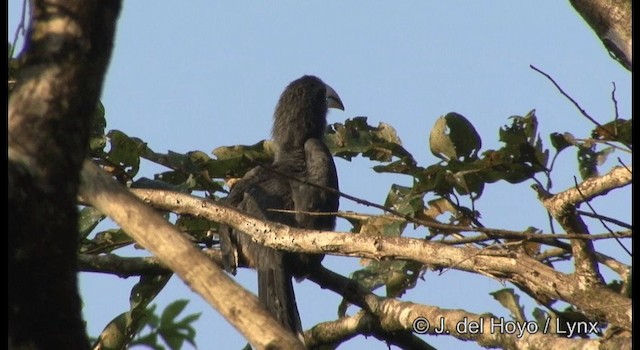 Grauhornvogel - ML201368171