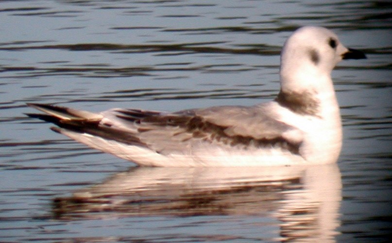 Gaviota Tridáctila - ML20136821