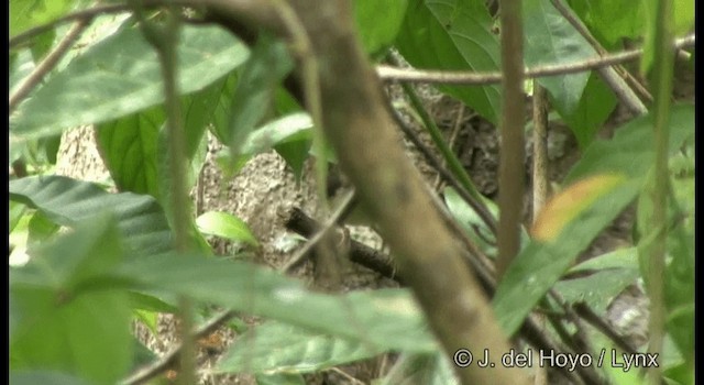 Rotschwanz-Schneidervogel - ML201368231