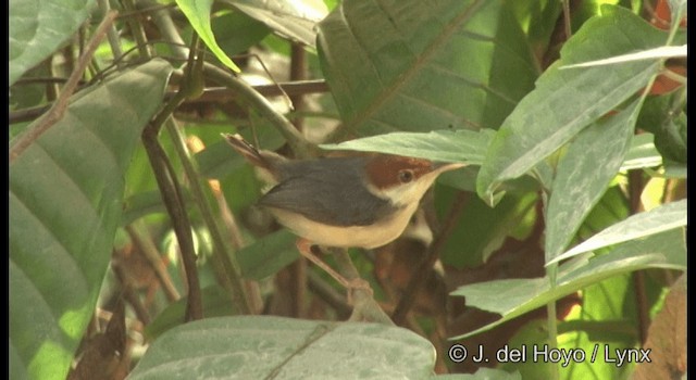 Rufous-tailed Tailorbird - ML201368241