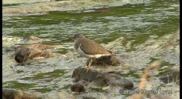 Common Sandpiper - ML201368261