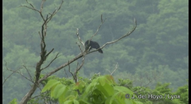 Corbeau à gros bec (groupe macrorhynchos) - ML201368281