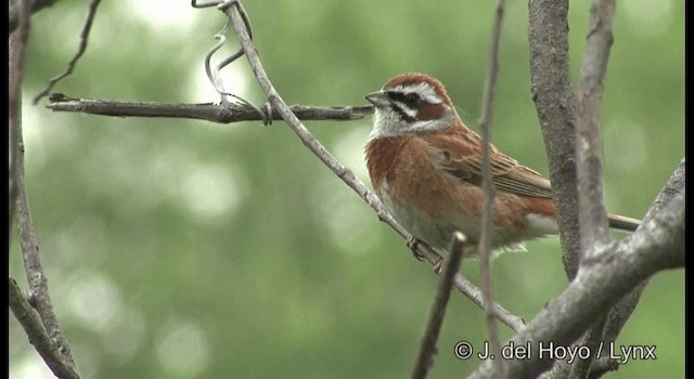 Meadow Bunting - ML201368291