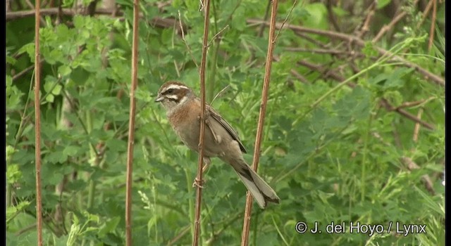 Meadow Bunting - ML201368311