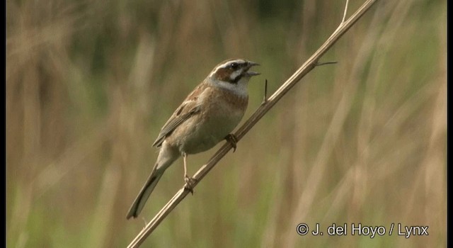 Meadow Bunting - ML201368321