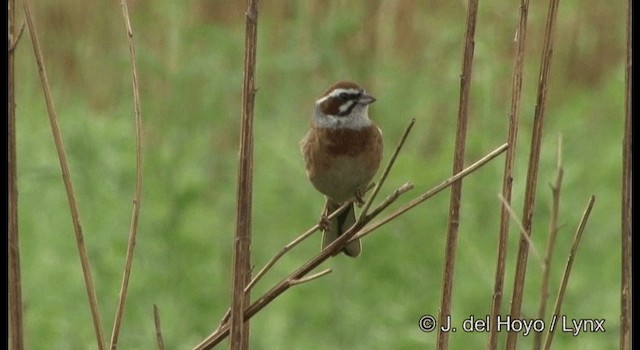 Bruant à longue queue - ML201368341